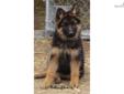 Price: $1250
Schlossfelsen is a Longcoat German Shepherd Breeder. We have been breeding for 15 yrs, and we have centered our program around the Absolutely Beautiful West German Showlines. We feel Germany gives us a healthier, more stable dog. We also do