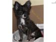 Price: $2000
AKC Fine Quality Long Coat Chihuahuas!We breed to better the breed for showing or just loving pet/compnions. Our Chihuahua meet the AKC breed standards, have excellent temperaments, coats and conformation; all the result of superior breeding.