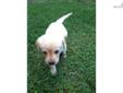 Price: $750
This advertiser is not a subscribing member and asks that you upgrade to view the complete puppy profile for this Labrador Retriever, and to view contact information for the advertiser. Upgrade today to receive unlimited access to