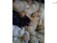 Price: $1600
Compiling waiting list for this Fall/Winter litter of our beautiful yellow Lab puppies. AKC registered, Champion bloodlines.Both parents have all clearances, and have sweet, calm,gentle personalities with strong retrieving drive. The sire,