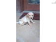 Price: $150
This advertiser is not a subscribing member and asks that you upgrade to view the complete puppy profile for this Labrador Retriever, and to view contact information for the advertiser. Upgrade today to receive unlimited access to