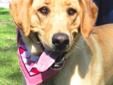 My name is Miley and I need to find a new home! I am a sweet girl who is very happy to see anybody and everybody! I am a little excited sometimes... but the more exercise I get the calmer I will be. I was surrendered to the shelter because I wasn't