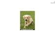 Price: $1250
Gorgeous yellow Labrador Retriever Puppy. Excellent bloodlines and adorable parents with terrific temperaments.
Source: http://www.nextdaypets.com/directory/dogs/71bba940-d091.aspx