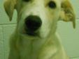 We rescued Chumley from an Idaho Animal Shelter when his time was up. He is now looking for a forever home and family! Chumley's mellow and sweet personality is sure to win you over! Chumley is about 4 1/2 months old and is a Yellow Lab mix. Chumley's