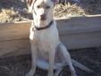 This is Tank. He is a yellow Lab mix and a very sweet calm boy! He was born in an abandoned parking lot along with his 6 siblings and survived through those horrible rainstorms we have had back in the spring 2010. He was born about April 2010.He has had