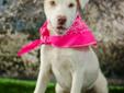 Please say hello to adorable COTTON. COTTON is a 4 month old female lab mix puppy just rescued from a high kill shelter. She is currently enjoying her new life in a foster home. COTTON is crate trained and loves other dogs. She is a happy, friendly little