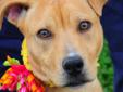 Fawn is a one-year-old yellow Labrador Retriever mix. Fawn is active and engaged. She wants to keep busy. She loves people and other dogs. Even though she likes to play, she will stop the games to visit with her human. She'll sit on your foot or lean into