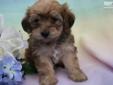 Price: $550
This sweet puppy is a Yorkie/Bichon mix. He should mature at about 7-10 lbs. He was born on 7/25 and will be ready to go on 9/19. He has been vet checked and comes with a guarantee of health. He has also been given his vaccinations and