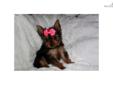 Price: $1799
Teacup female AKC will be 4 lbs max. Weighs 2.5 lbs at 4 months. She is a very quiet little cuddle bug who likes to lay on your lap. Give me a call 760-587-8171
Source: http://www.nextdaypets.com/directory/dogs/ac969c07-1821.aspx