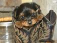 Price: $400
This advertiser is not a subscribing member and asks that you upgrade to view the complete puppy profile for this Yorkshire Terrier - Yorkie, and to view contact information for the advertiser. Upgrade today to receive unlimited access to