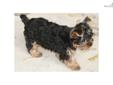 Price: $500
This advertiser is not a subscribing member and asks that you upgrade to view the complete puppy profile for this Yorkshire Terrier - Yorkie, and to view contact information for the advertiser. Upgrade today to receive unlimited access to