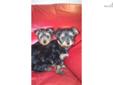 Price: $450
This advertiser is not a subscribing member and asks that you upgrade to view the complete puppy profile for this Yorkshire Terrier - Yorkie, and to view contact information for the advertiser. Upgrade today to receive unlimited access to