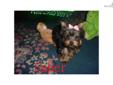 Price: $800
This advertiser is not a subscribing member and asks that you upgrade to view the complete puppy profile for this Yorkshire Terrier - Yorkie, and to view contact information for the advertiser. Upgrade today to receive unlimited access to