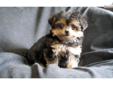 Price: $750
Yorkiepoo puppy for sale in Michgan...T-cup female for more information visit my website www.puppy-place.net or Call Denna 517-404-1028
Source: http://www.nextdaypets.com/directory/dogs/44381362-84b1.aspx