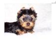 Price: $400
This little guy has a personality that is outgoing and personable and what a pretty face :-) - not a care in the world and just full of himself! He has a beautiful coat of hair - has started his shot series and will have been started on heart
