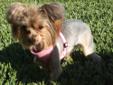 Lucy is a 1 1/2 year old papered pure bred Yorkie. She is fixed, chipped, up to date on shots. VERY dog, cat and kid friendly. She weighs 4 lbs. She came out of a neglectful situation because her previous owner had fallen very ill and due to matted hair