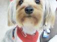 Hi, I'm Carmello! I am an active and fun one year old yorkshire terrier. I won't be satisfied sitting just in your purse watching the world go by! Daily play and vigorous walks will make me happiest & sleepiest. I am still working on house training, but