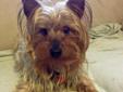 You can fill out an adoption application online on our official website. Please contact Janet ( k9fostermom@gmail.com ) for more information about this pet. Finley is apurebred Yorkshire Terrier that lived his first 2 years in an apartment with