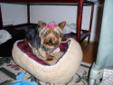 PUREBREED YORKSHIRE TERRIER SMALL 7 LB. GIRL, JUST 2 YRS. OLD WITH CHAMPION BLOODLINES DONATED BY TOP QUALITY BREEDER TO HELP OUR RESCUE COSTS. WELL TAKEN CARE OF...NOT A PUPPY MILL GIRL. SPAYED, ALL SHOTS CURRENT, POTTIES OUTSIDE WHEN TAKEN, LEASH