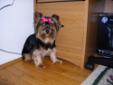 BEAUTIFUL PUREBREED YORKSHIRE TERRIER,CHAMPIONSHIP BLOODLINES JUST 4 YRS. OLD, SMALL 7 LBS. DONATED BY TOP QUALITY BREEDER NEVER GENETIC DEFECTS, WANTED TO HELP OUR RESCUE COSTS. WELL TAKEN CARE OF--- SHE'S AN ENERGETIC, ANIMATED, HAPPY GIRL. LIKES TO