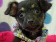 This little Chorkie girl is a tiny thing, less than 2 lbs and 10 weeks old as of 4/15/12. She's going to have that cute scruffy looks! She's happy and friendly and loves her other doggie playmates. She would love another small dog to play with but please