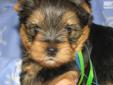 Price: $1100
This advertiser is not a subscribing member and asks that you upgrade to view the complete puppy profile for this Yorkshire Terrier - Yorkie, and to view contact information for the advertiser. Upgrade today to receive unlimited access to