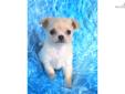 Price: $650
THIS LITTLE FELLA'S LOOKS WILL MELT YOUR HEART! HE HAS THE SWEETEST FACE AND LOOK FROM THOSE ADORING EYES!!! A BEAUTIFUL CREAM, HE IS A LONG COAT LITTLE MAN, WEIGHING IN AT 18 OZS; BUILT SHORT AND COMPACT, ADULT WEIGHT APPROX 3.8 POUNDS. HE
