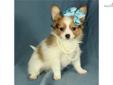 Price: $675
Zoe is a tiny little girl. She is just as cute as can be. This little one is ACA registered. Shipping charges are $250 with American Airlines. For more information, please visit our website at www.dogwoodacrepuppies.com, call 918 781 2503, or